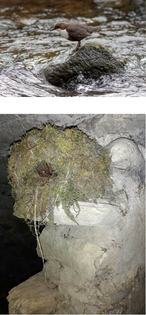 Le nid du cincle situé sous le canal de la Minoterie